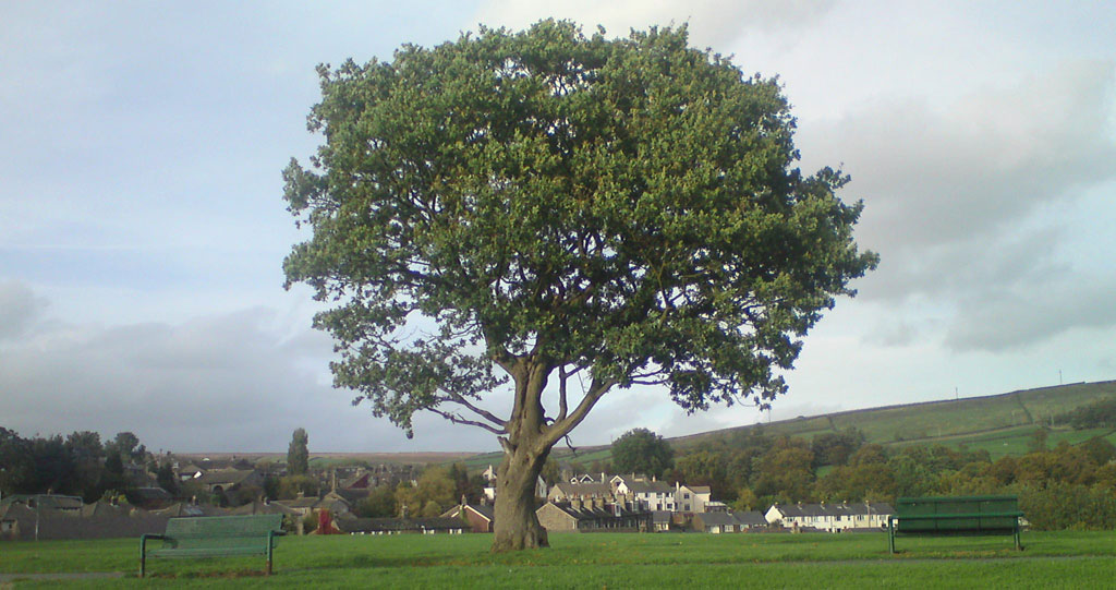 the-tree-on-the-rec