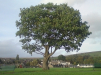 the-tree-on-the-rec
